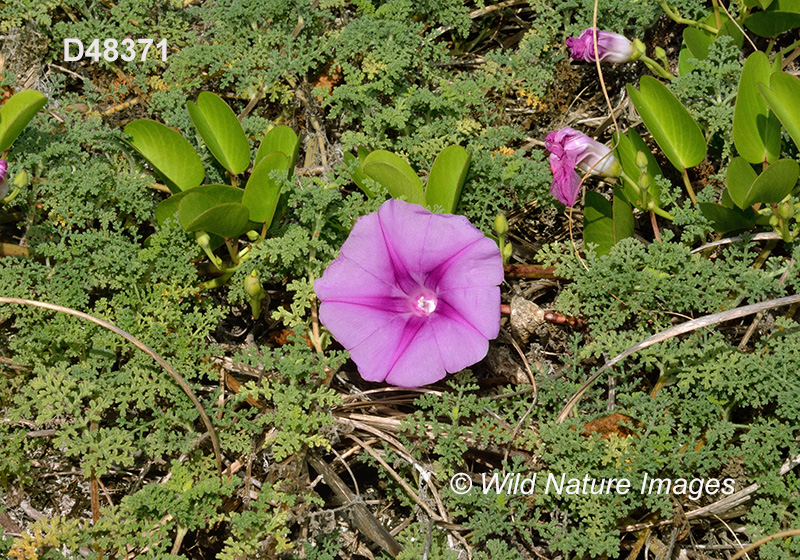 Goat’s-foot Morning-Glory (Ipomoea pes-caprae)